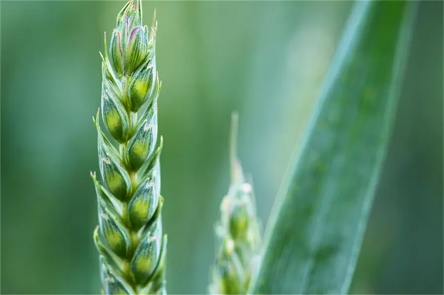 Water soluble fertilizer containing humic acid 01