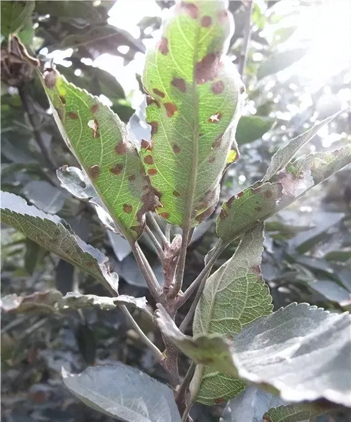 Wholesaler High Effective Formulation Fungicide Captan 35%+ Pyraclostrobin 5% SC