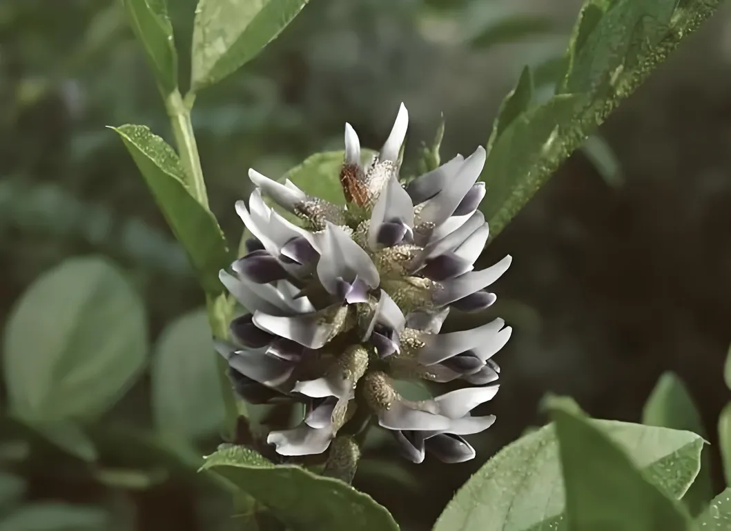 Limnanthes Alba Seed Oil Introduction