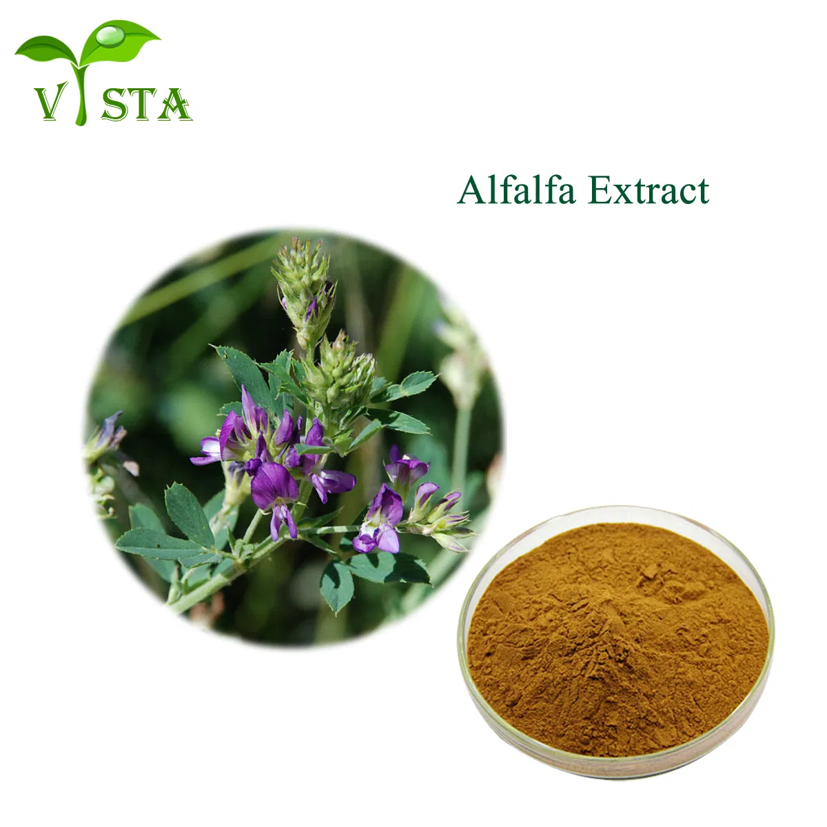 Wholesale Healthcare Supplentment Lucerne Extract for Skin Revitalizer and Protectant