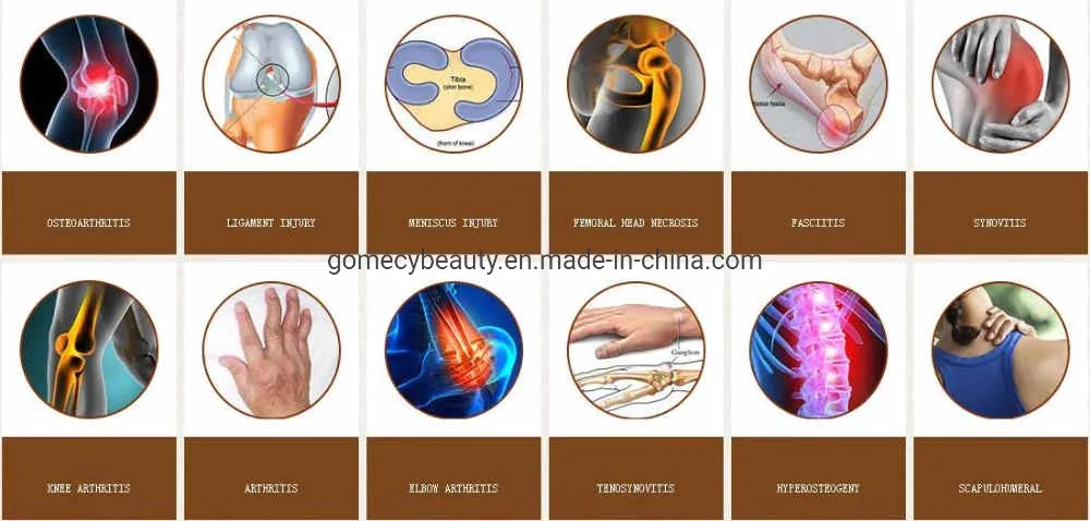 Anatomy Application 2