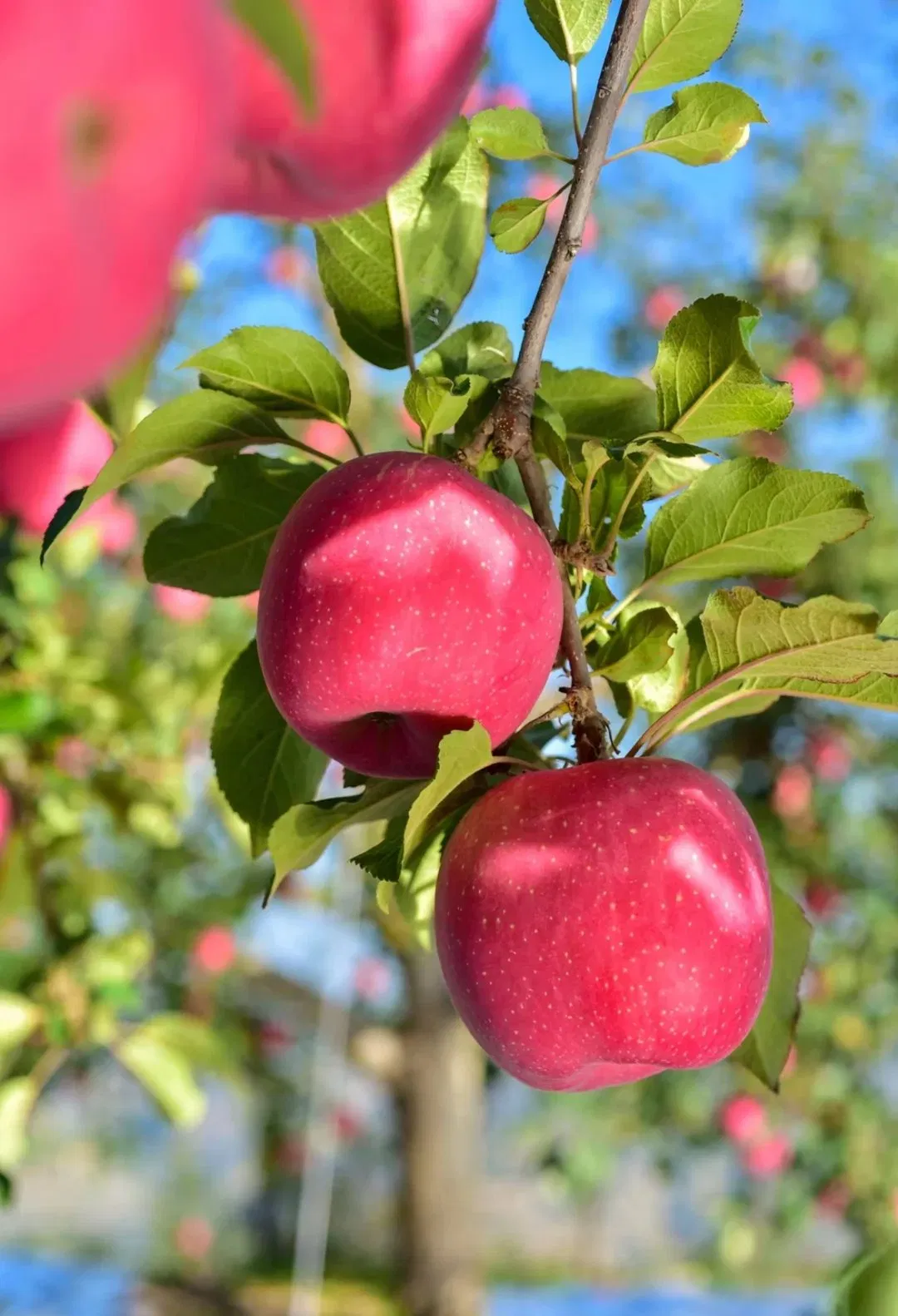 Wholesaler High Effective Formulation Fungicide Captan 35%+ Pyraclostrobin 5% SC