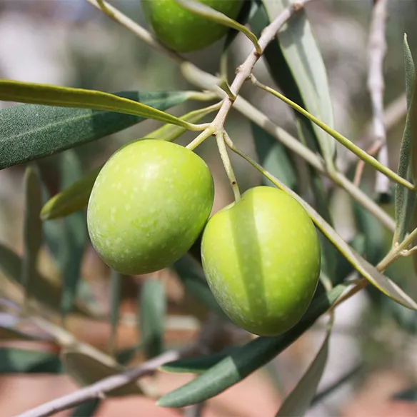 Olive Leaf Extract Application