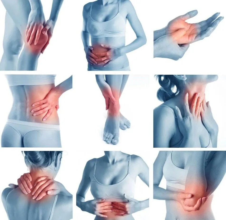 Anatomy Application 1