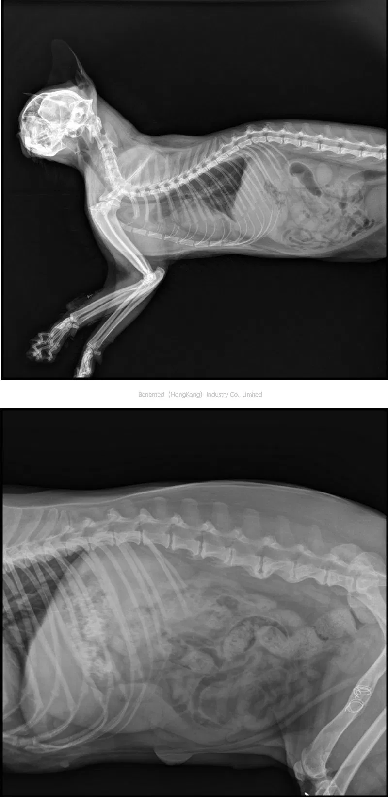 Vet X-ray Detail 3