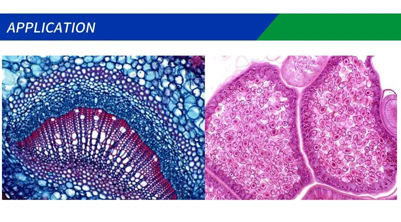 Microscope Details 2