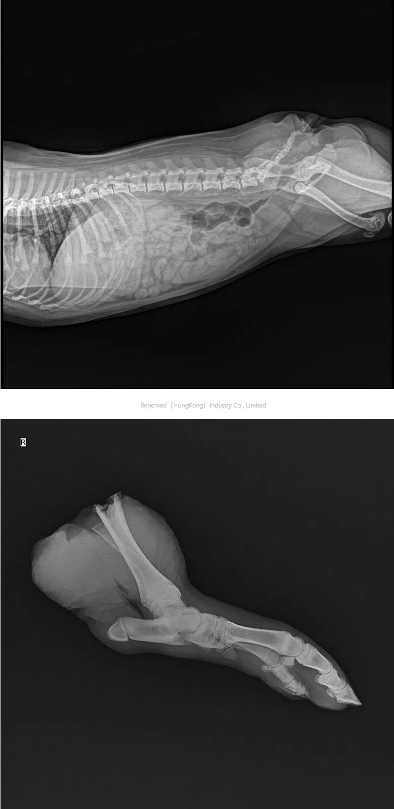 Vet X-ray Detail 4