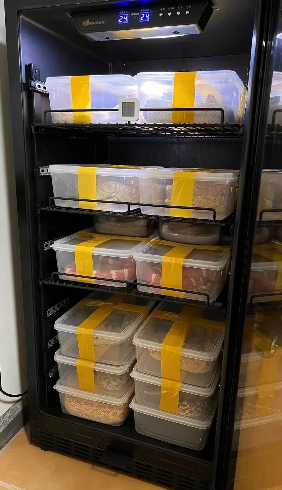 Wholesale Reptile Pet Hatching Box Snake Machine Beetle Ant Constant Temperature Egg Incubators for Reptile Turtle Lizard Snake