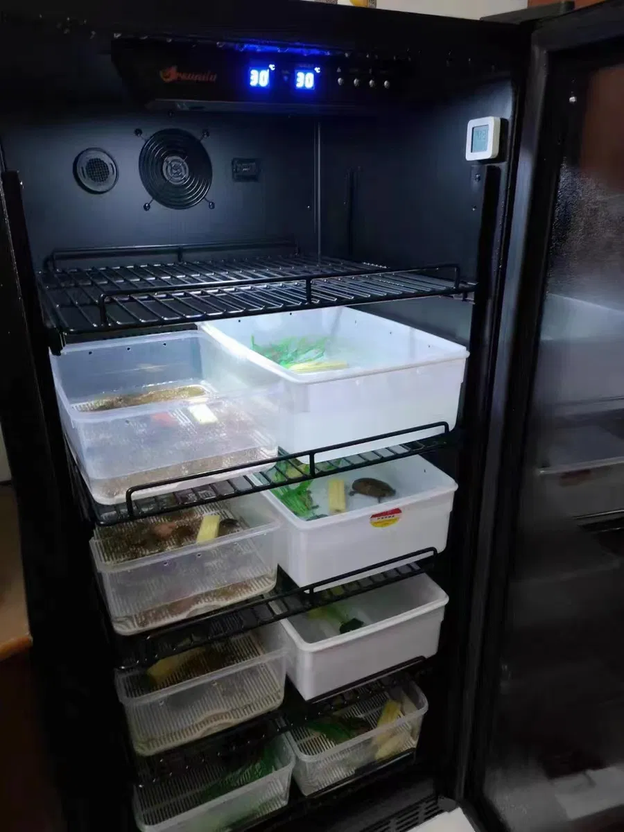 Egg Incubation Process