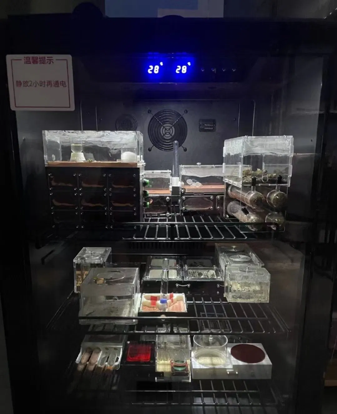 Wholesale Reptile Pet Hatching Box Snake Machine Beetle Ant Constant Temperature Egg Incubators for Reptile Turtle Lizard Snake