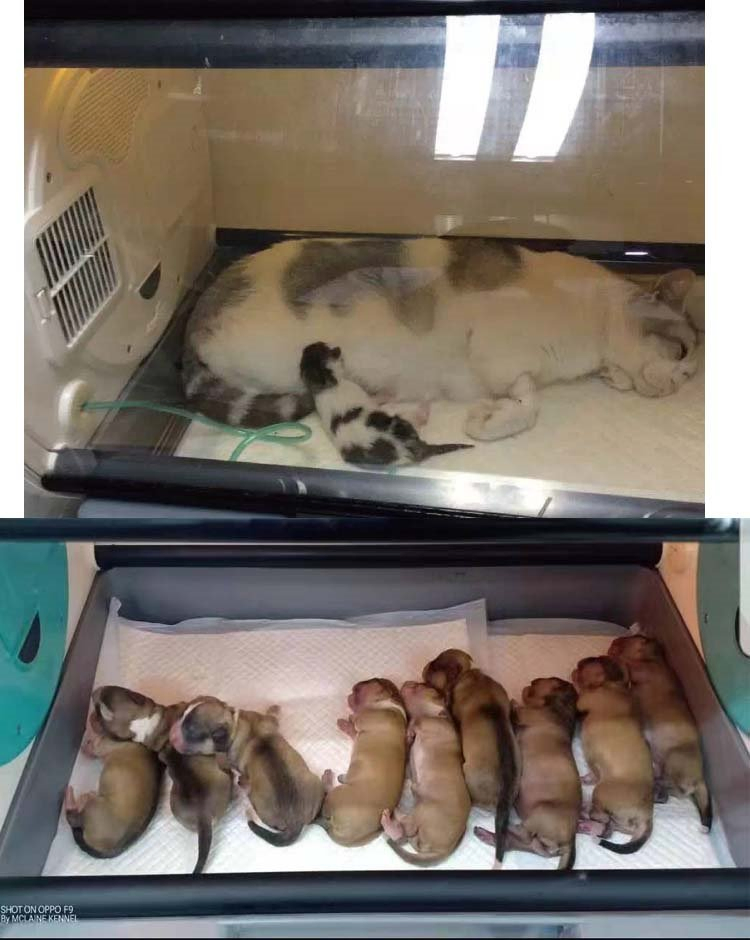 Veterinary Medical ICU Incubator Equipment Puppy Dog Puppy Pet Incubator