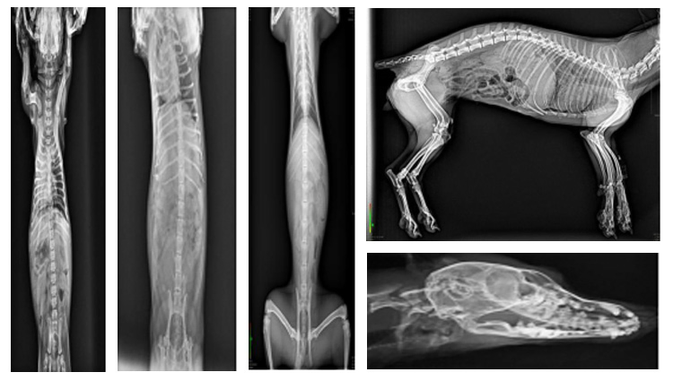 My-D019d Hospital Instrument Portable Digital X-ray System Medical Veterinary X Ray Equipment