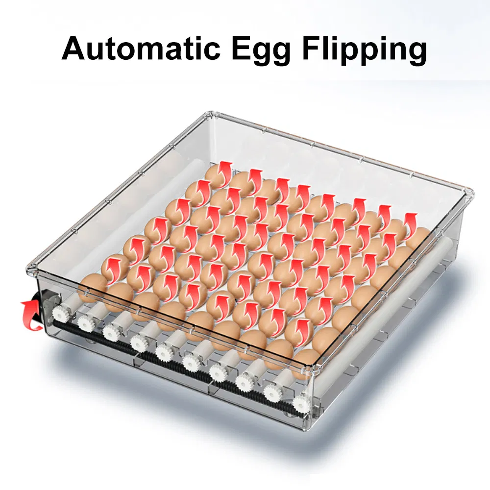 Large Capacity Clear Egg Incubator - Dual Power Fully Automatic Hatching Equipment for Reptiles, Poultry, Pigeon, Parrot and Small Pets