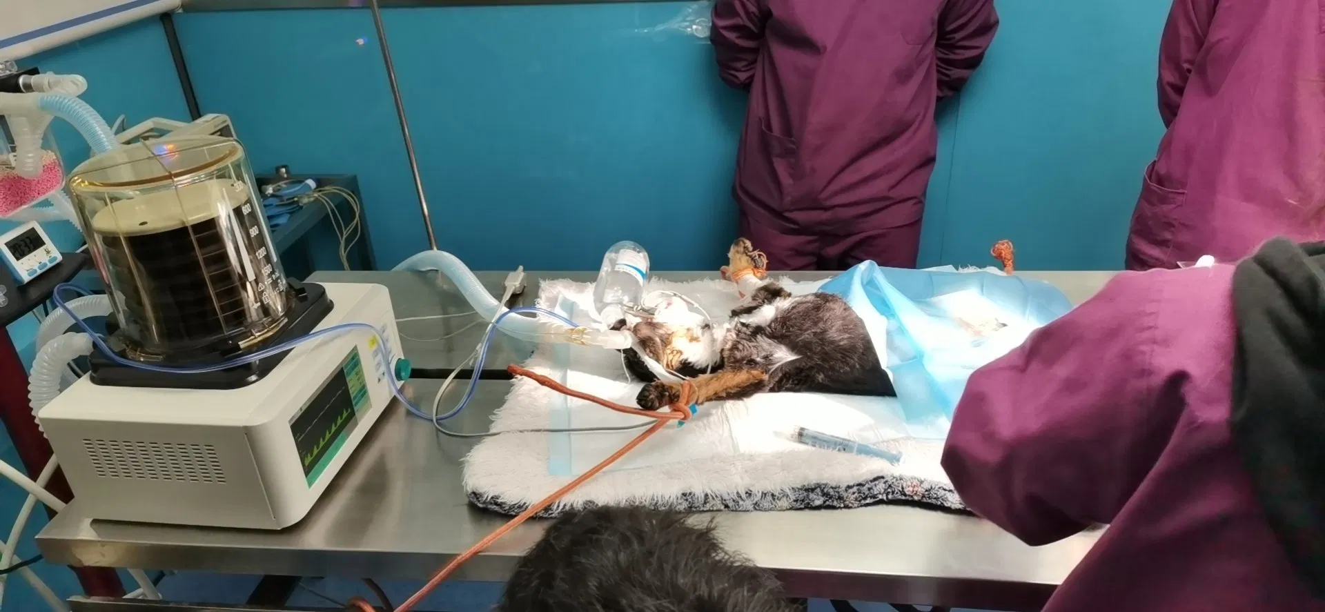 Portable Ventilator Cwh-1010 Used for Adult, Pediatric, Veterinary