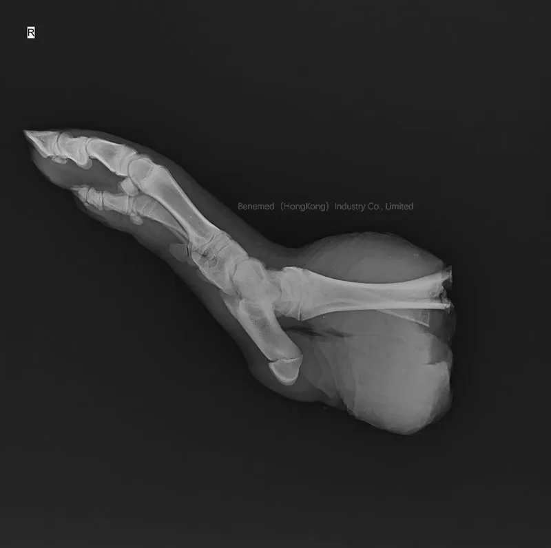 Vet X-ray Detail 5