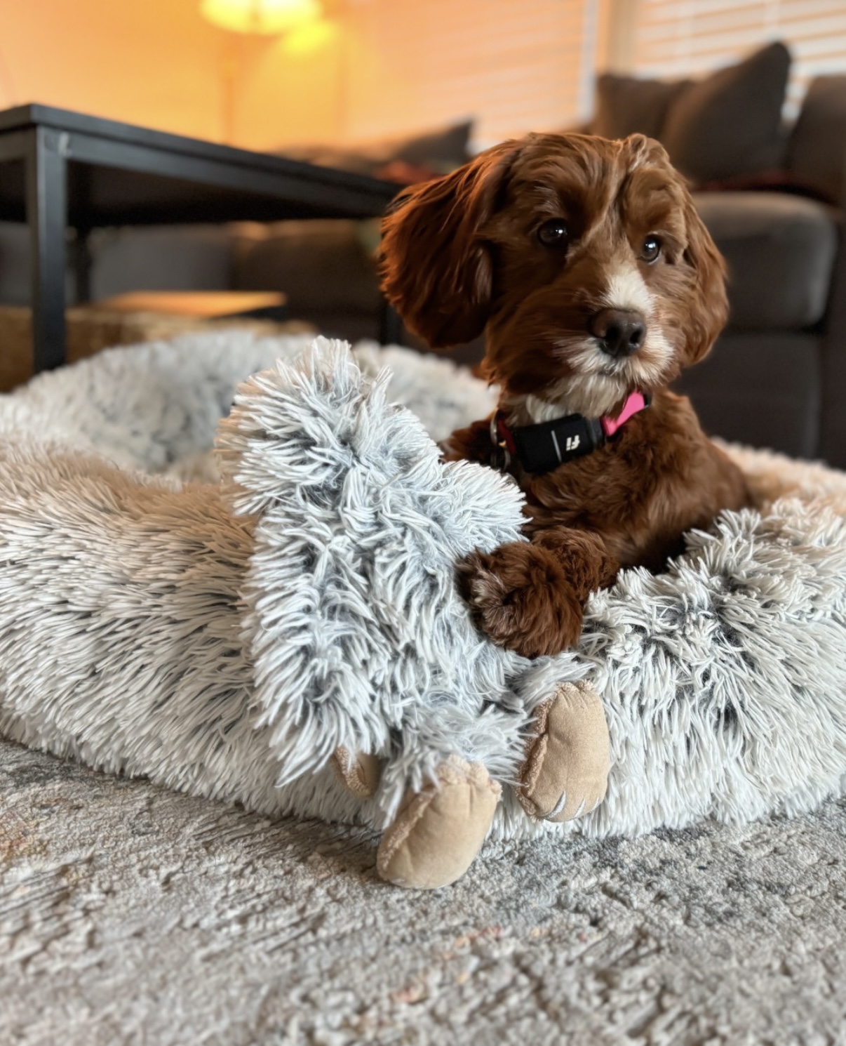 Ultra-Soft Plush Cuddler Dog Blanket - Machine Washable Pet Throw
