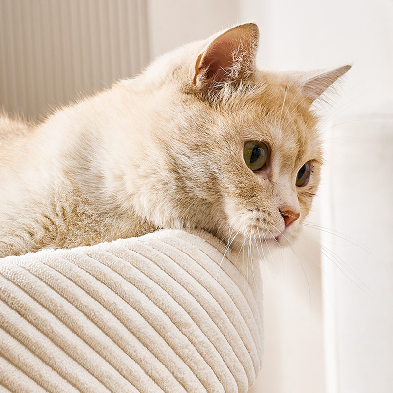 Home Cat Bed with Integrated Multi-Layer Climbing Frame Wear-Resistant Non-Shedding Scratch Bucket for Cats Reptiles for Summer