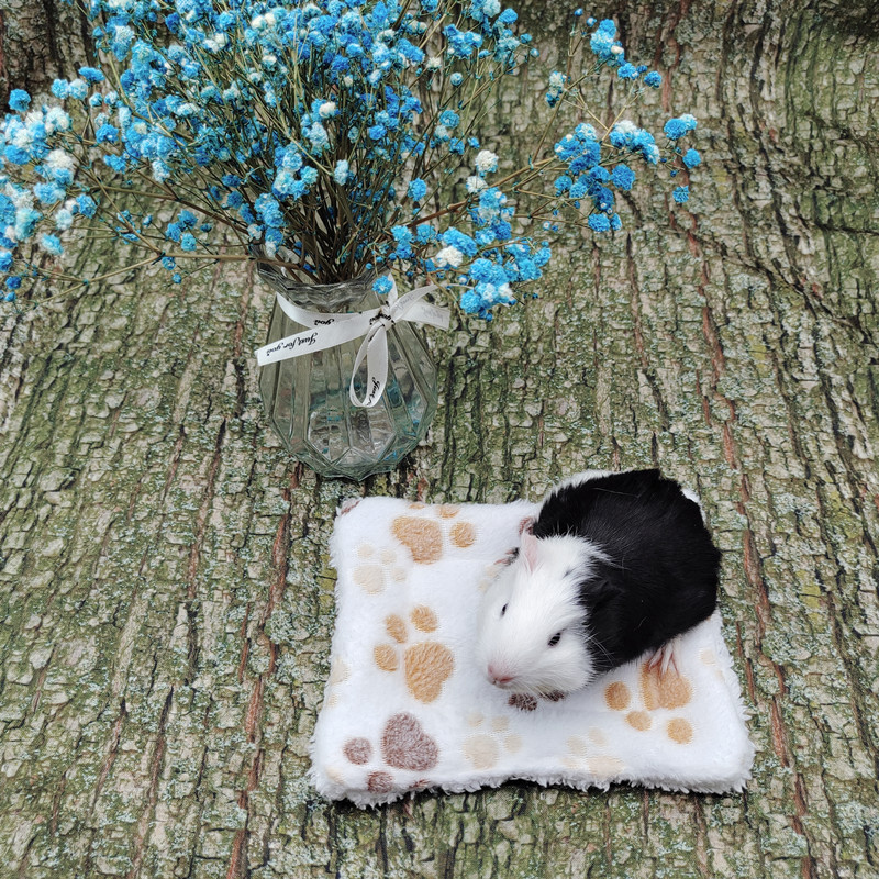 Pet Mat Gallery 21