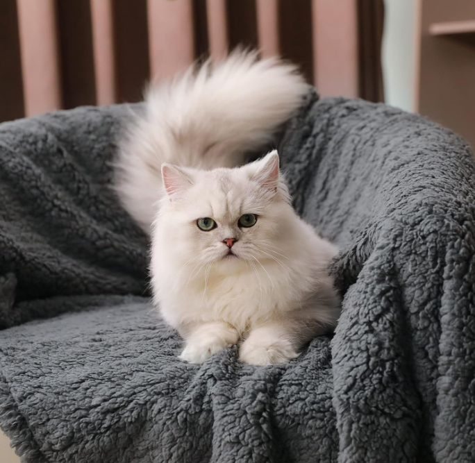 Kangdarpet Premium Soft Warm Faux Fur Pet Throw Blanket for Dogs, Cats &amp; Puppies - Beige Solid Color| Cozy Pet Bedding for Pets