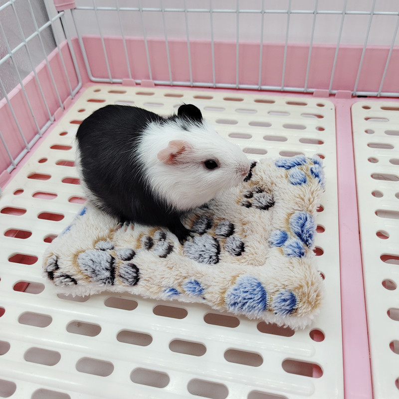 Pet Mat Gallery 16