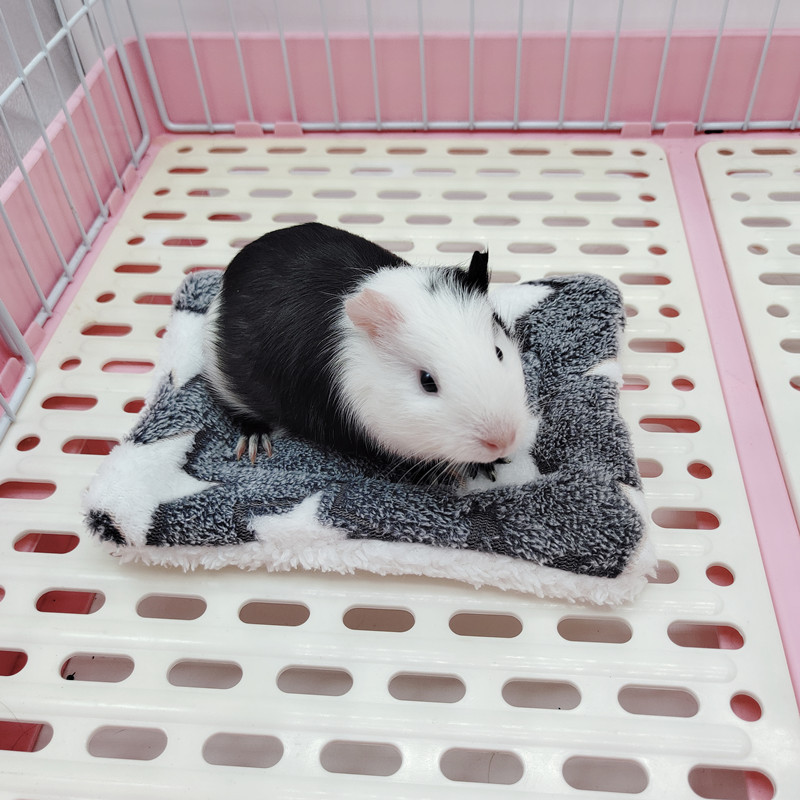 Pet Mat Gallery 17