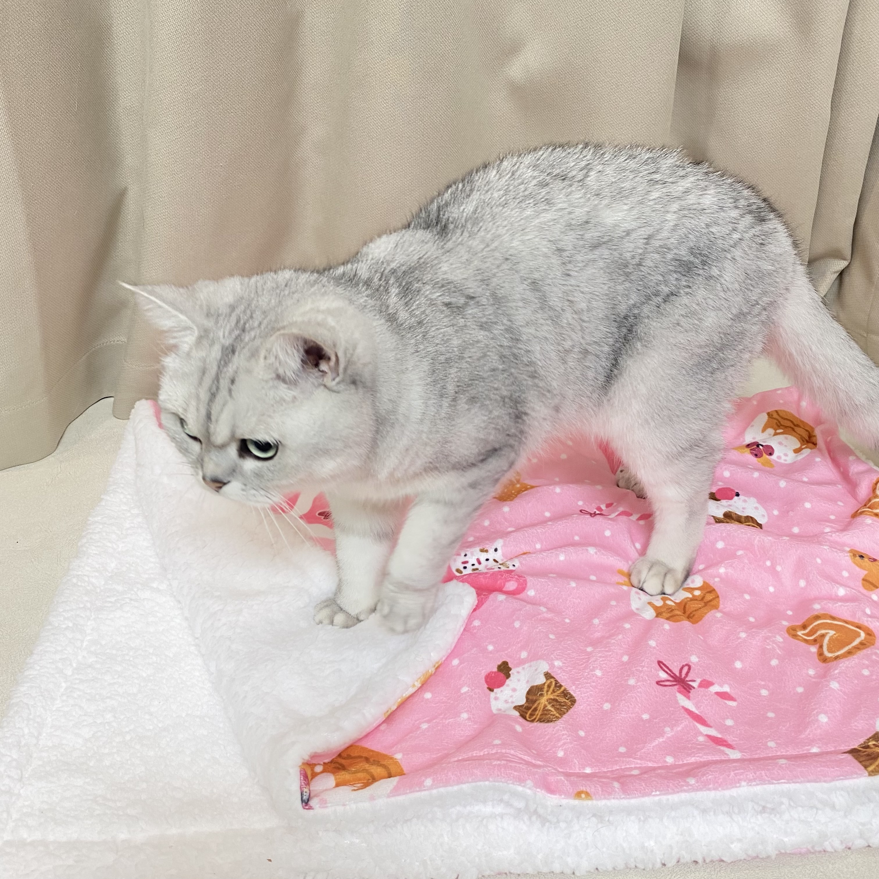 Pet Blanket View 9