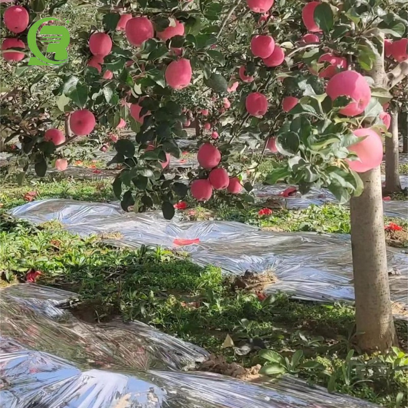 Metallized Polyester Film Pet/PE/CPP Reflective Film