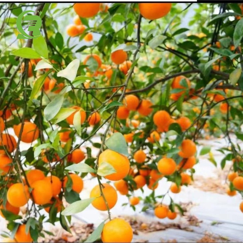 Metallized Polyester Film Pet/PE/CPP Reflective Film