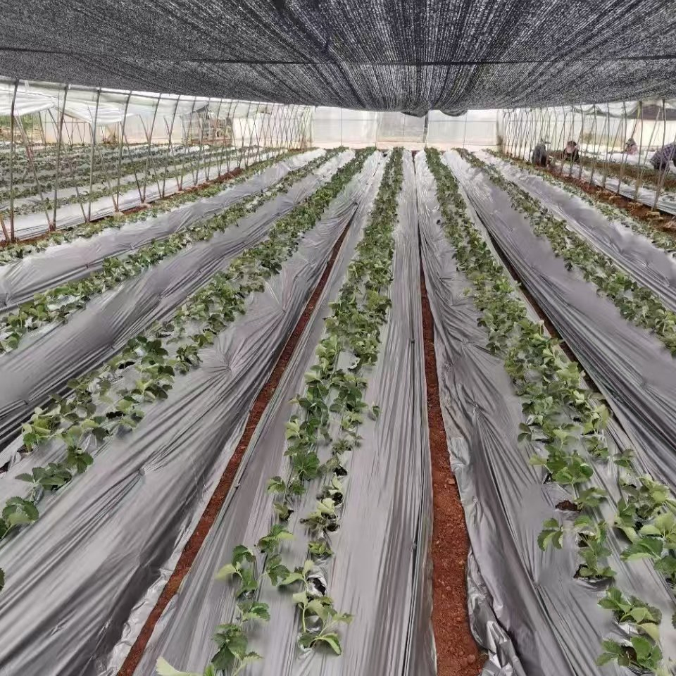 All New Materials UV 100GSM Black PE Mulch Film for Vegetable Agricultural