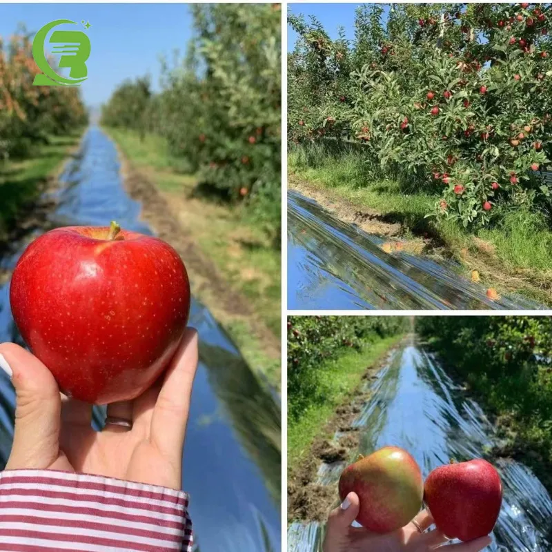 Metallized Reflective Film View 2