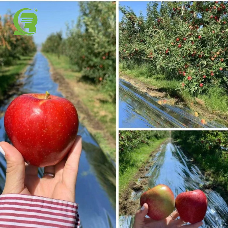 Metallized Polyester Film Pet/PE/CPP Reflective Film