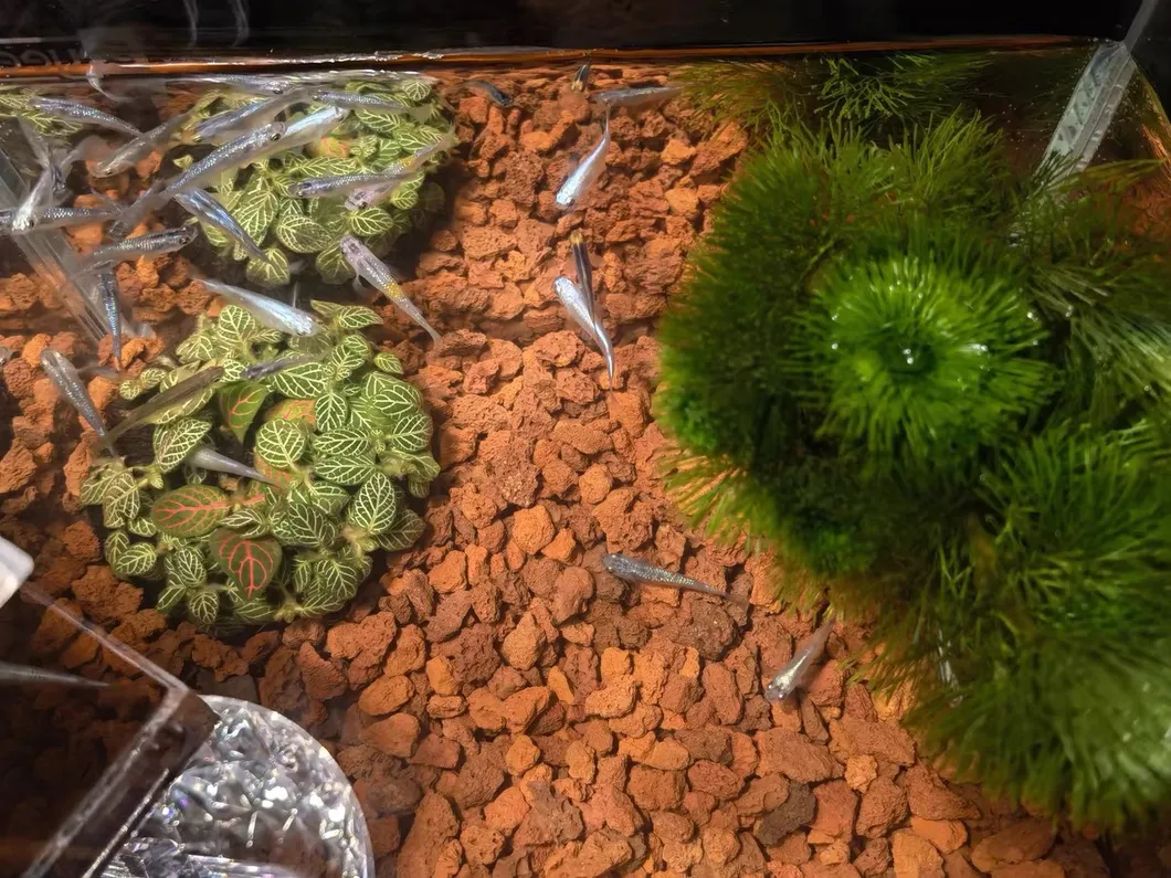 Lava Rock Landscaping