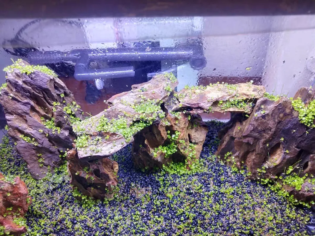 Dragon Stone Specification