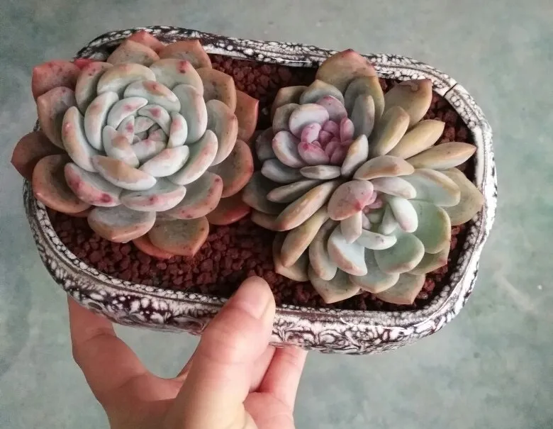 Aquascaping Application