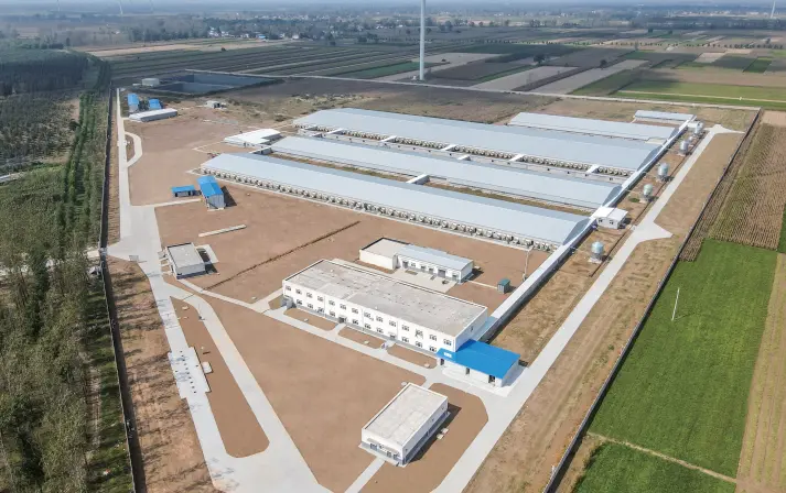 6,000 sow breeding pig farm in Yangxi