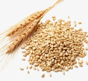 VWG-P Wheat Gluten Powder