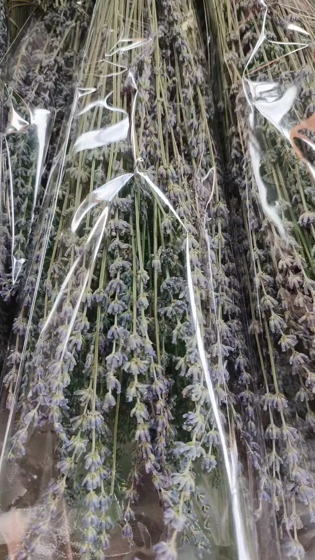 Organic Dried Lavender Bundles