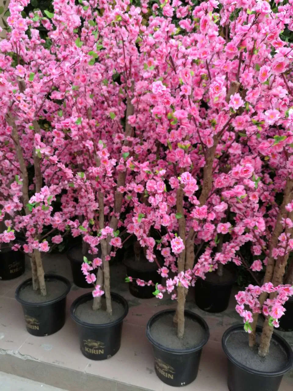 Cherry Blossom Detail 2