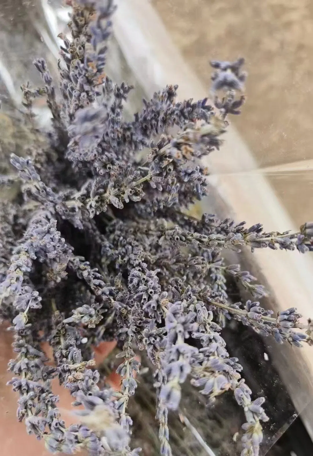 Organic Dried Lavender Bundles for Aromatherapy and Crafts