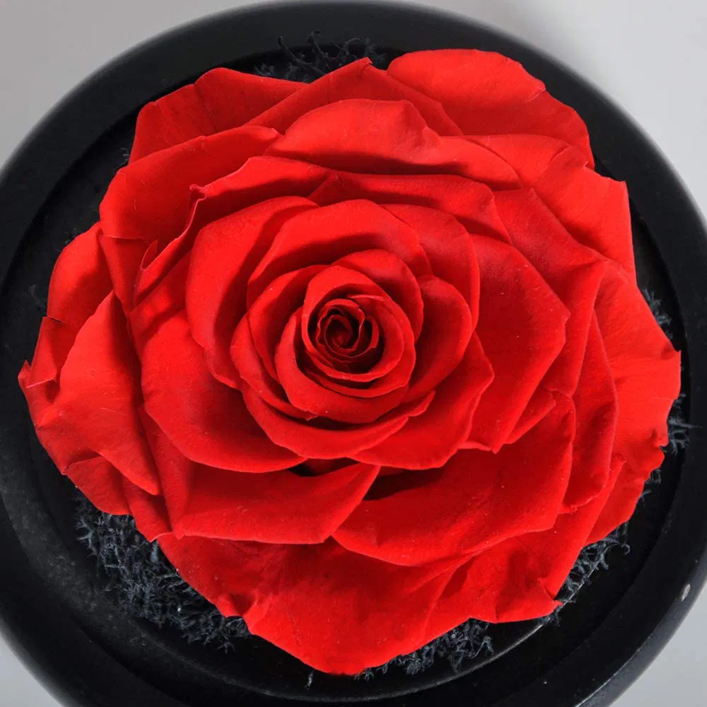 Inunion Premium Quality Preserved Roses Gift Real Rose in Glass Dome
