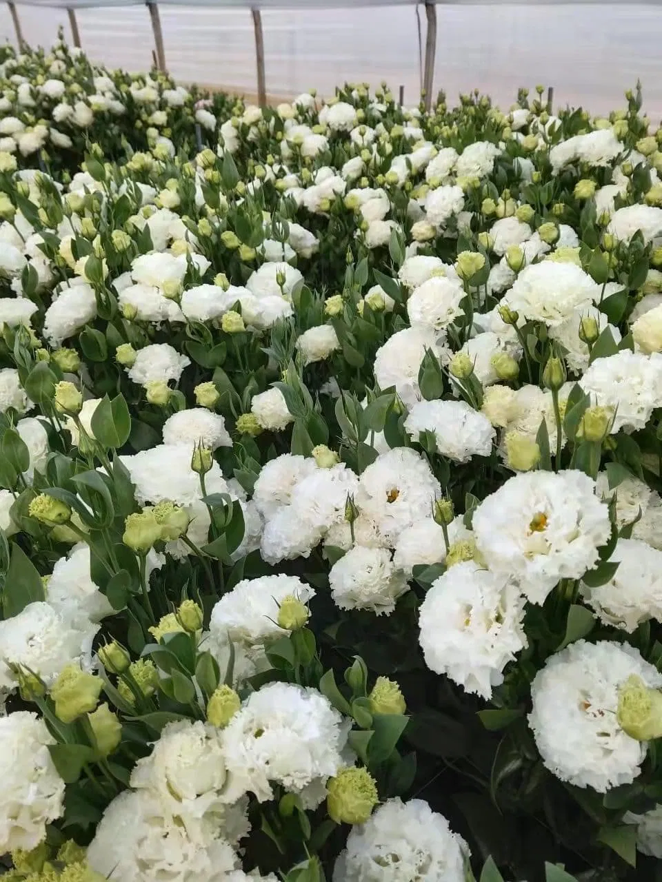 Large Eustoma Bouquet