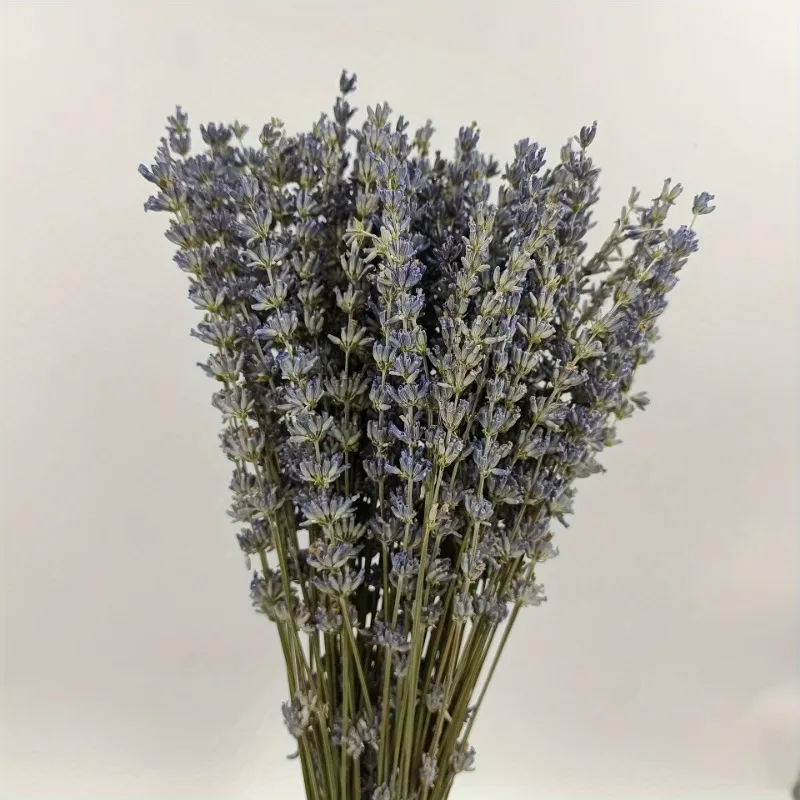 Dried Lavender Photos 6