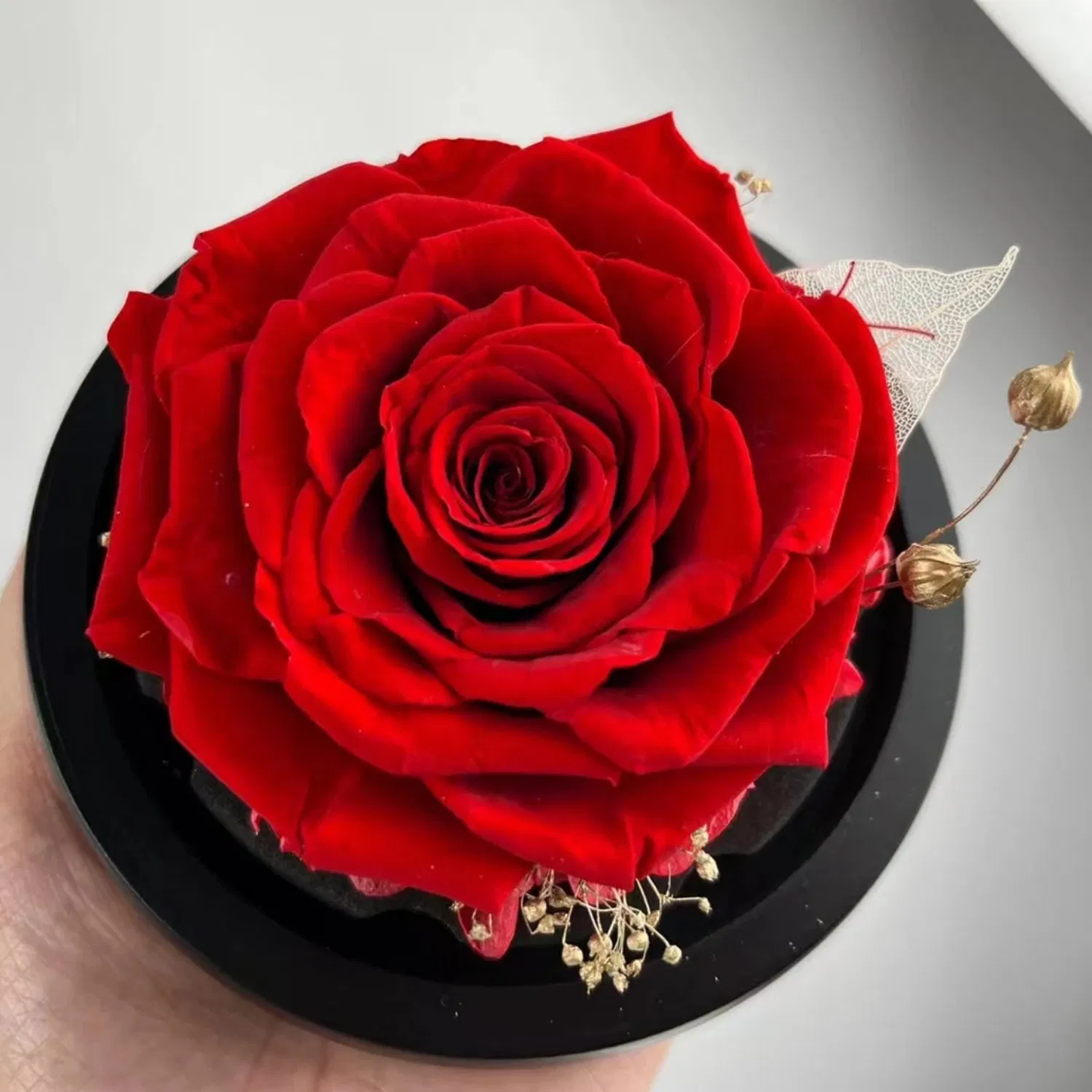 Mother's Day and Graduation Gift Preserved Flower Gift Eternal Rose with Glass Cover
