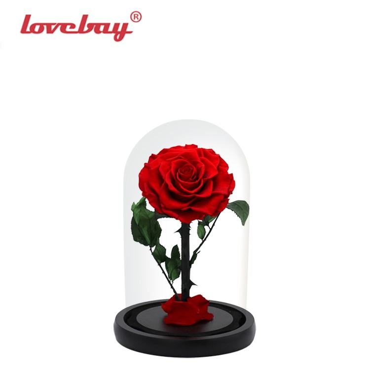 Real Factory Valentines Gifts Beauty and The Beast Enchanted Rose Gifts Glass Bell Eternal Roses in Glass Dome Real Touch Preserved Flowers