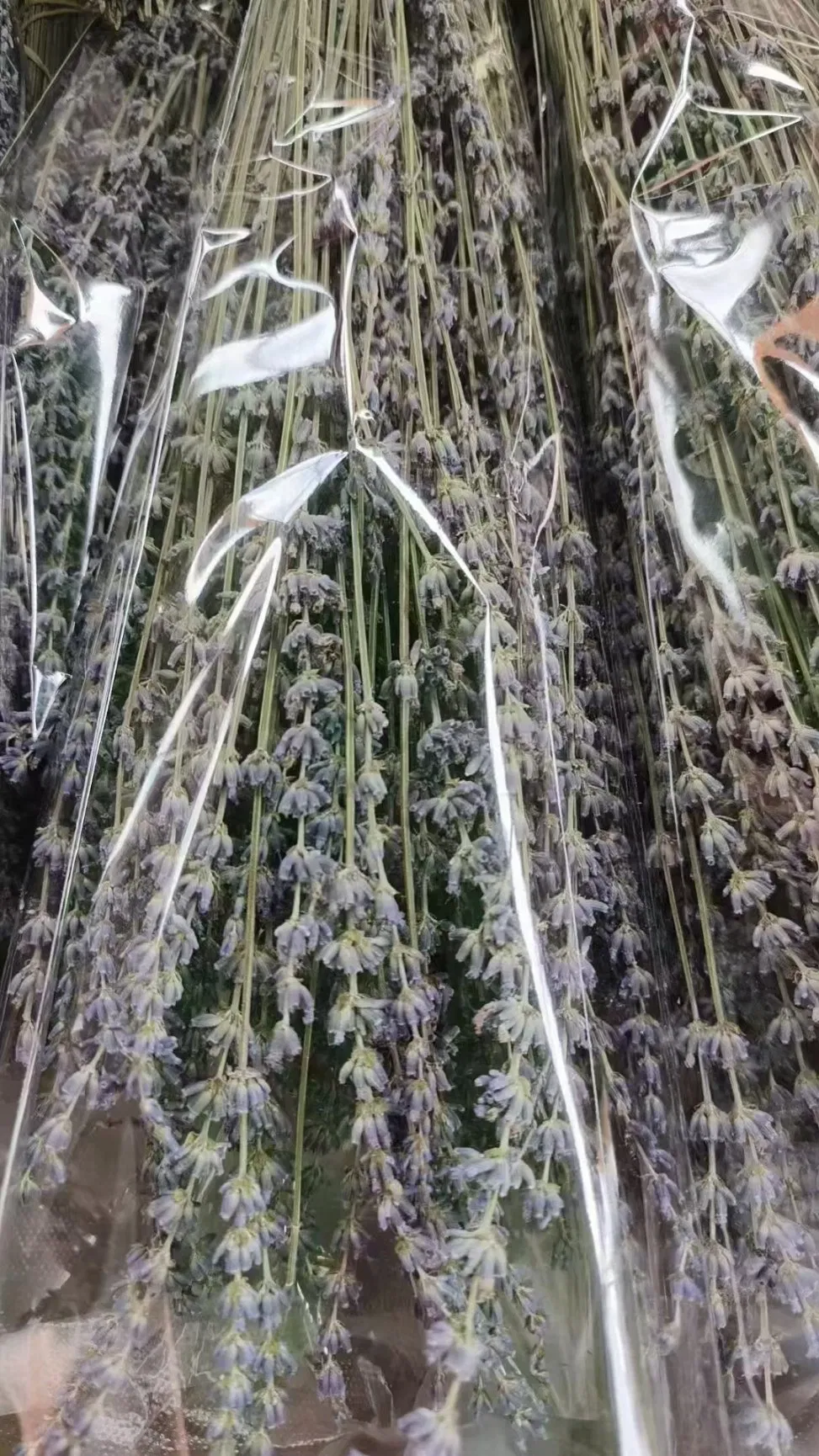 Organic Dried Lavender Bundles for Aromatherapy and Crafts