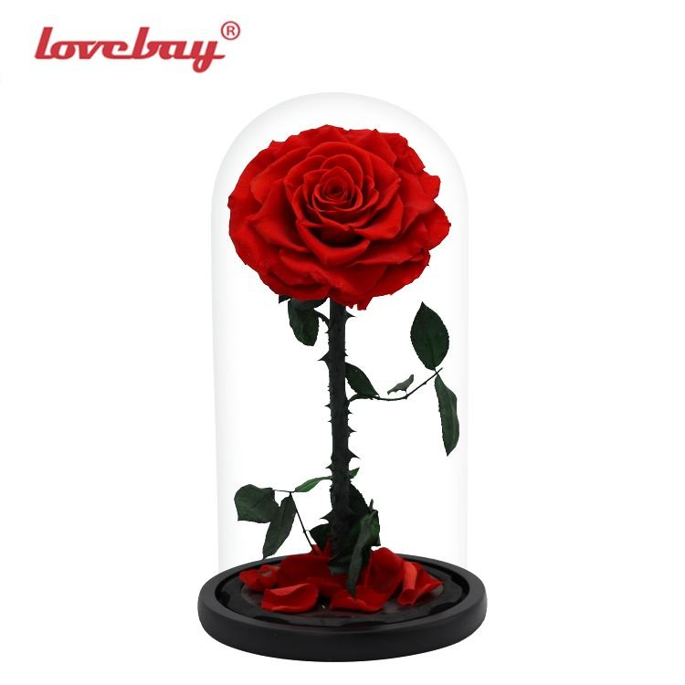 Real Factory Valentines Gifts Beauty and The Beast Enchanted Rose Gifts Glass Bell Eternal Roses in Glass Dome Real Touch Preserved Flowers