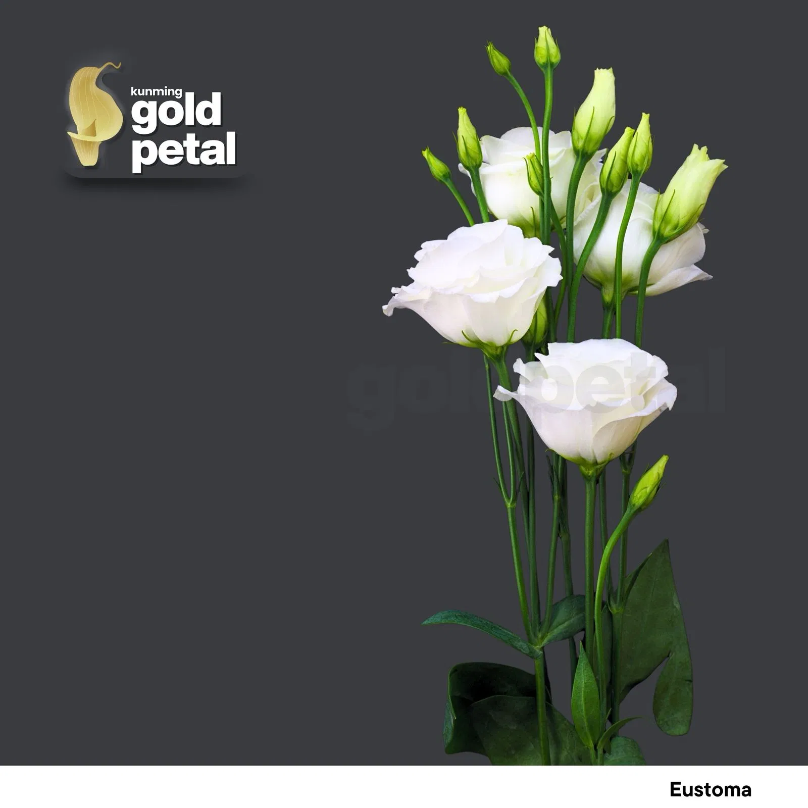 Vibrant Chinese Eustoma Bouquet - Premium Quality