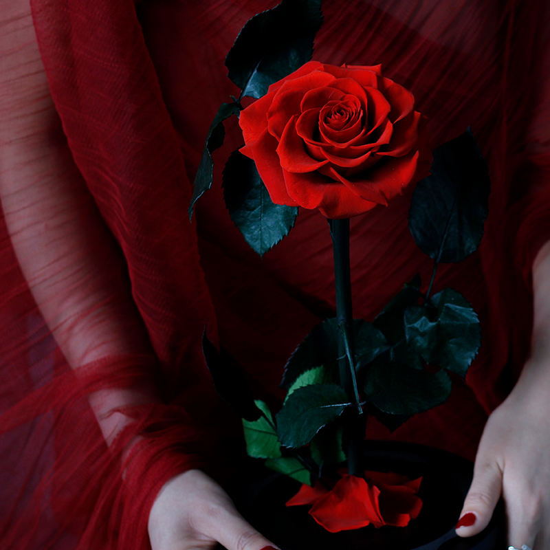 10+Years Manufacturer Real Authentic Roses Valentine's Day Forever Eternal Roses Preserved Everlasting Natural Preserved Roses in Glass Dome