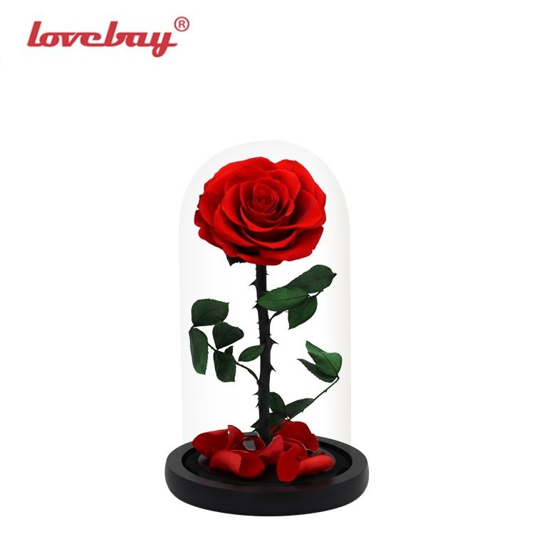 Real Factory Valentines Gifts Beauty and The Beast Enchanted Rose Gifts Glass Bell Eternal Roses in Glass Dome Real Touch Preserved Flowers