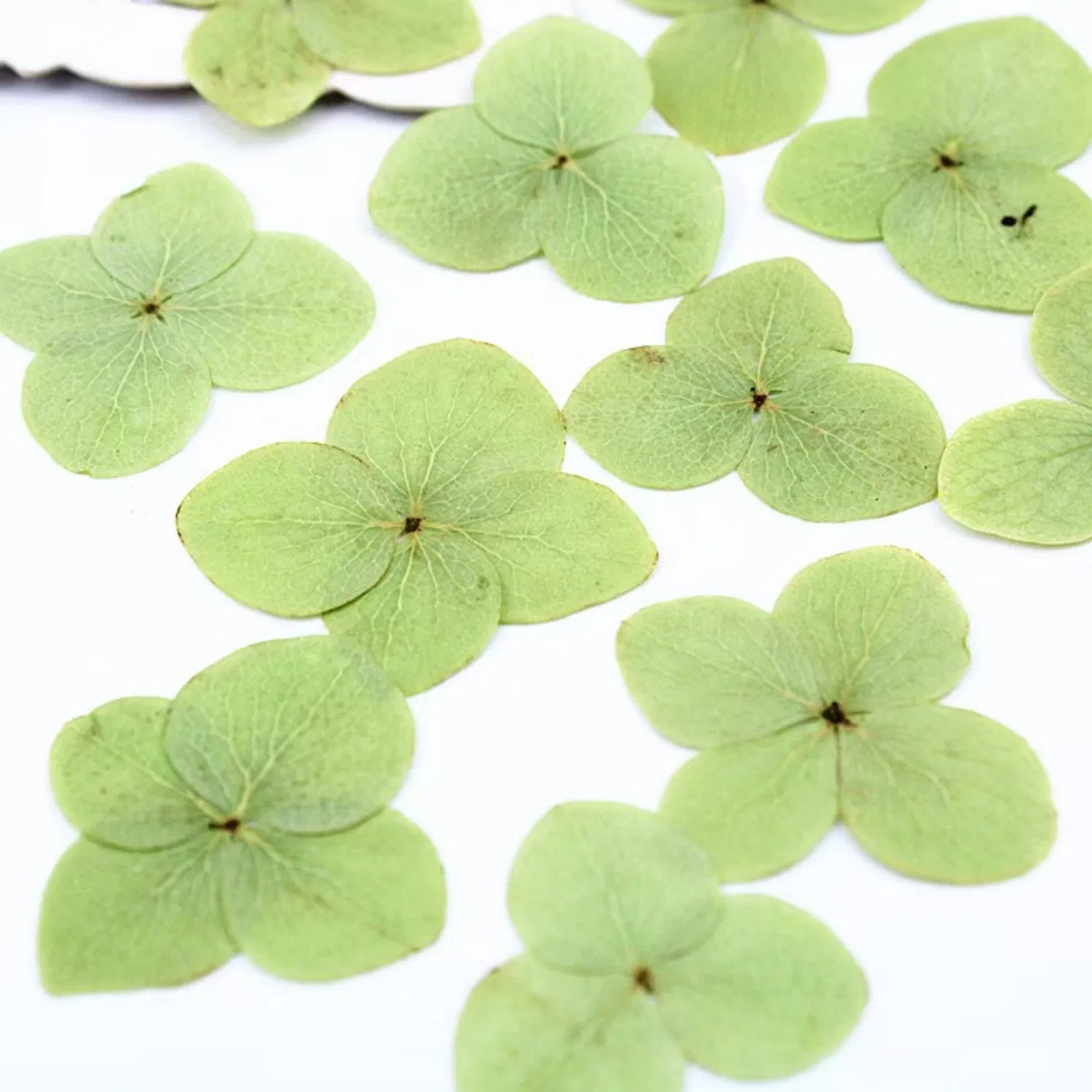 Wholesale Botanical Specimen Face Decals Lamp Art Artificial Flower Apple Green Hydrangea